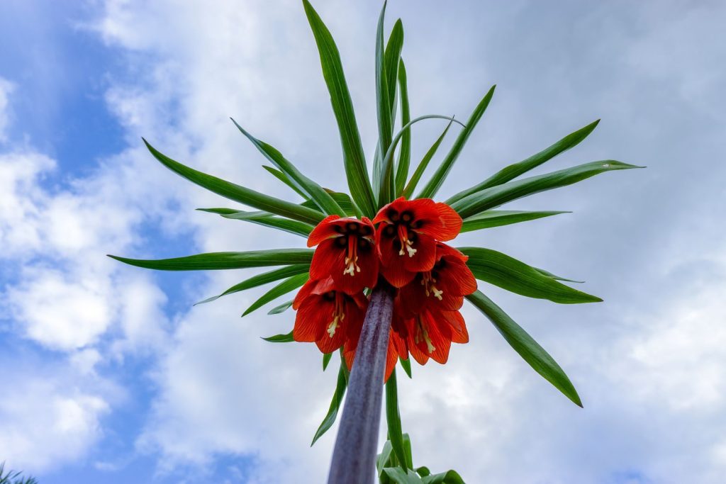 A striking red Crown Imperial flower (Fritillaria imperialis) blooms under a bright blue sky.