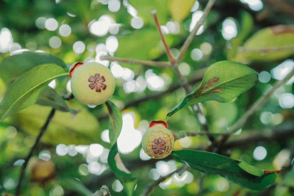 Close-up of ripe mangosteens on a tree branch with vibrant green leaves in a sunlit garden.