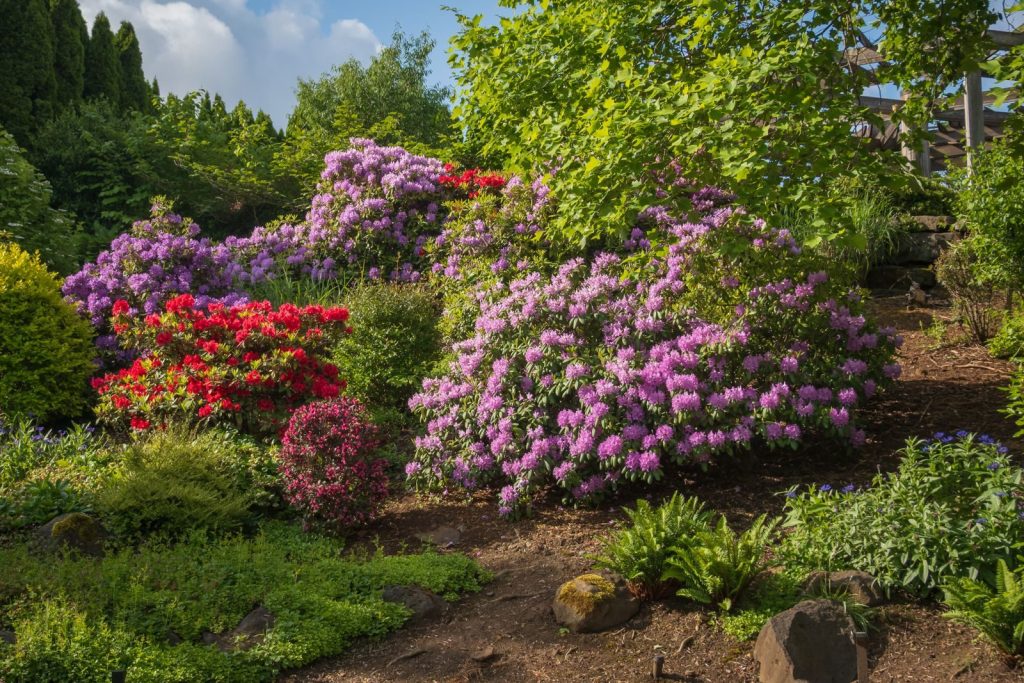 A lush garden showcasing vibrant pink and red rhododendrons in full bloom on a sunny day.