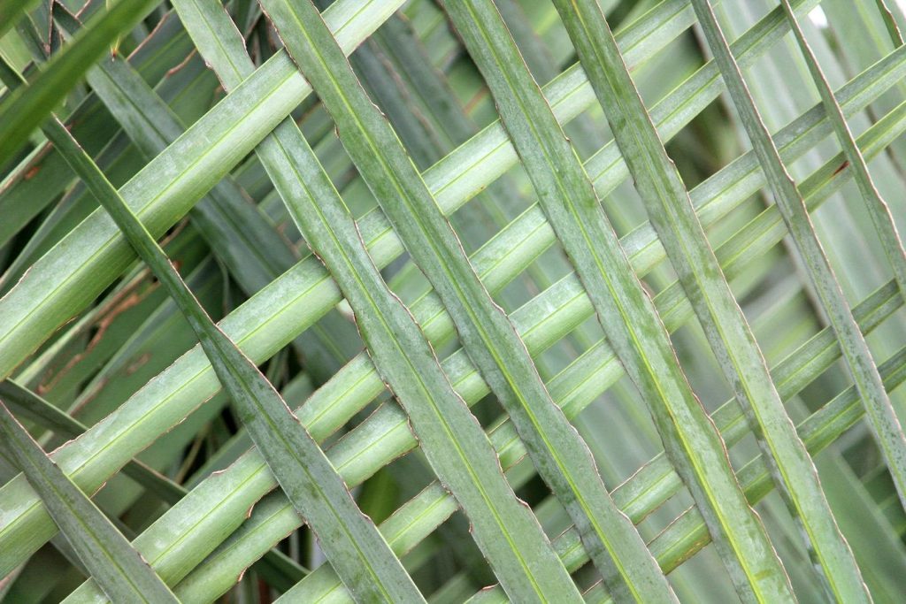 Detailed close-up of interwoven green palm leaves in Guaratuba, Brazil, showcasing natural patterns.