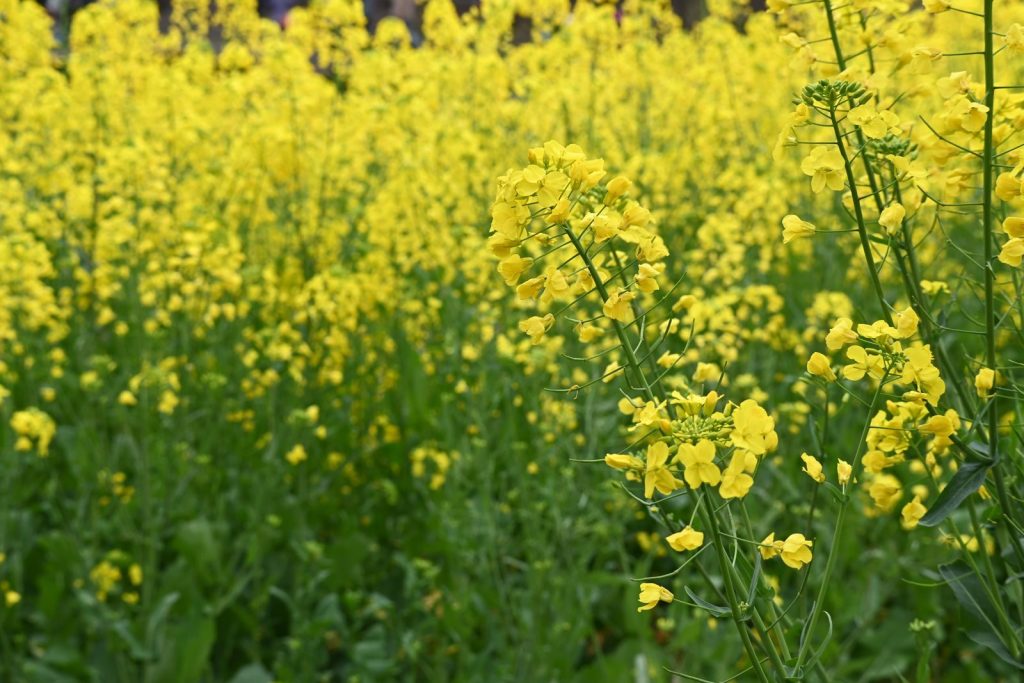 A vast field of blooming yellow mustard flowers in spring, creating a vibrant and natural landscape.
