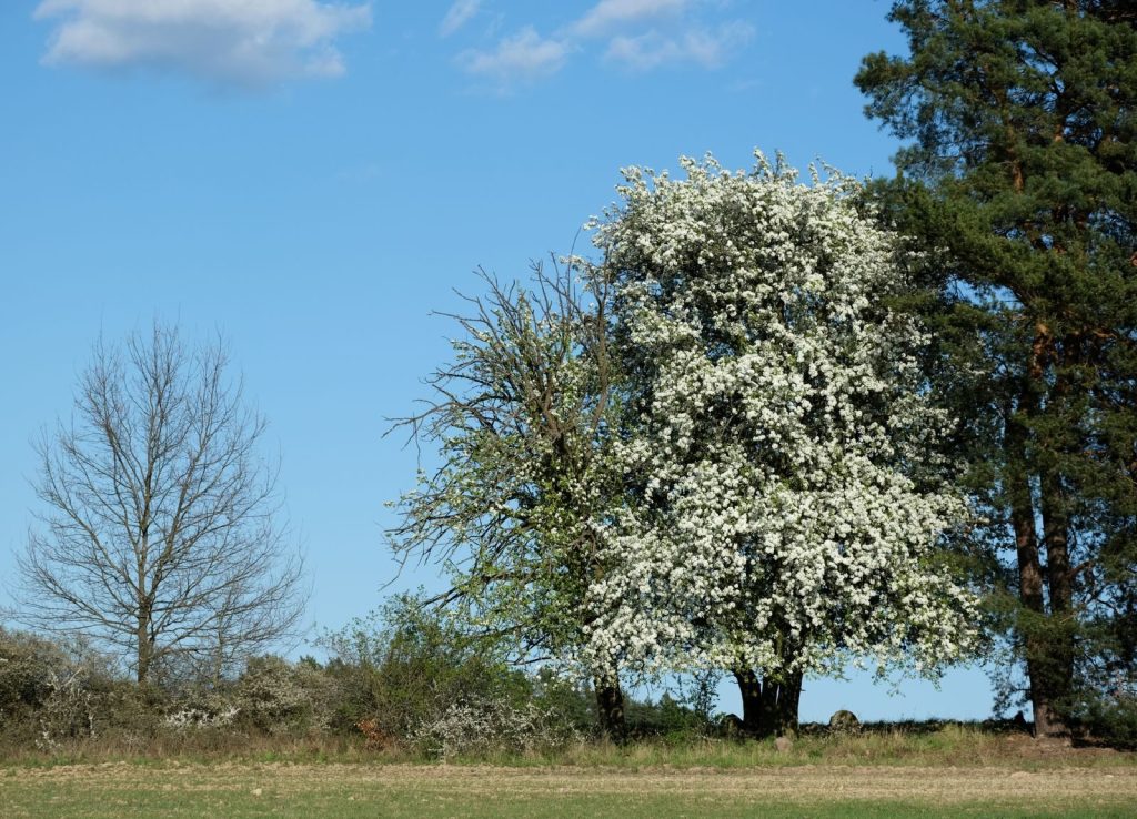 Captivating scene of trees in full bloom against a clear blue sky, epitomizing spring's beauty.