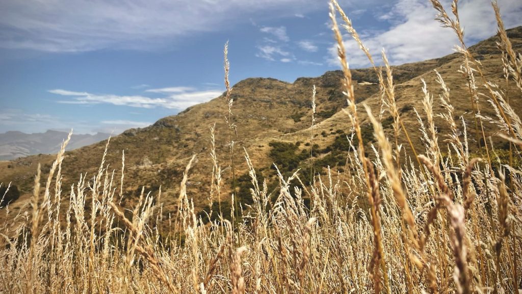 a field of tall grass with a mountain in the background