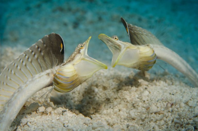 Underwater capture of two blenny fish battling in the sandy seabed of the Bahamas.