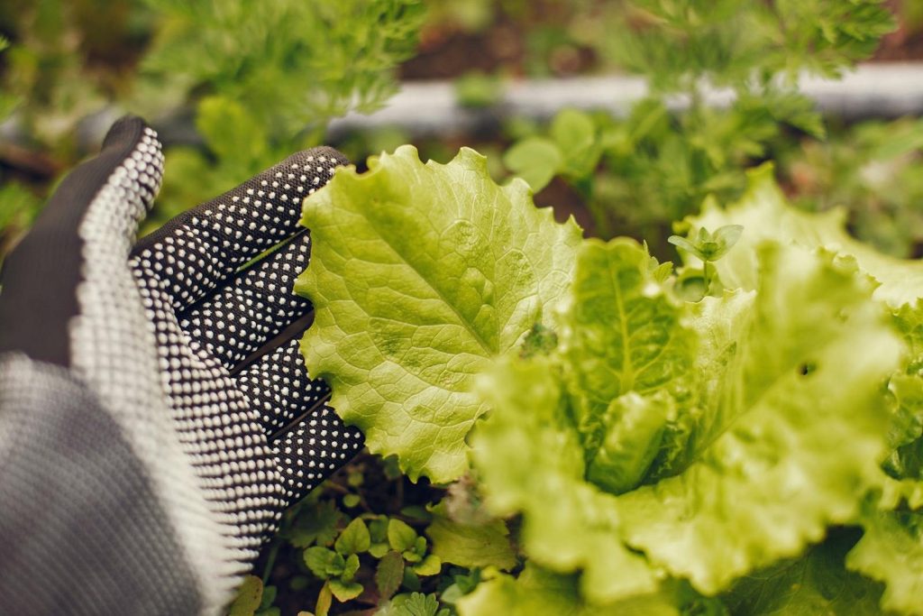 Close-up of a gloved hand harvesting fresh lettuce leaves in a garden.