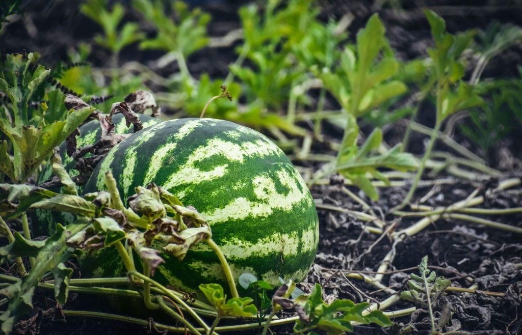 Big organic sweet watermelon ripening on verdant lush plantation in sunny summer farmland