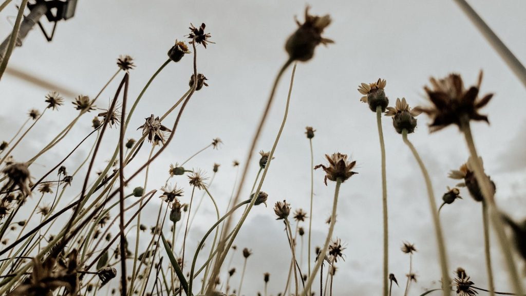 A captivating low angle shot of wildflowers reaching up towards an overcast sky, showcasing nature's simplicity.