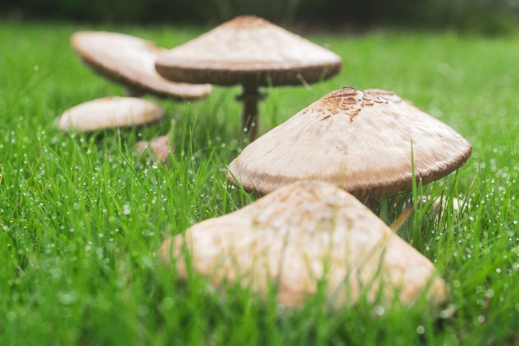 Macro shot of wild mushrooms growing in lush green grass with dew drops, showcasing nature's beauty.
