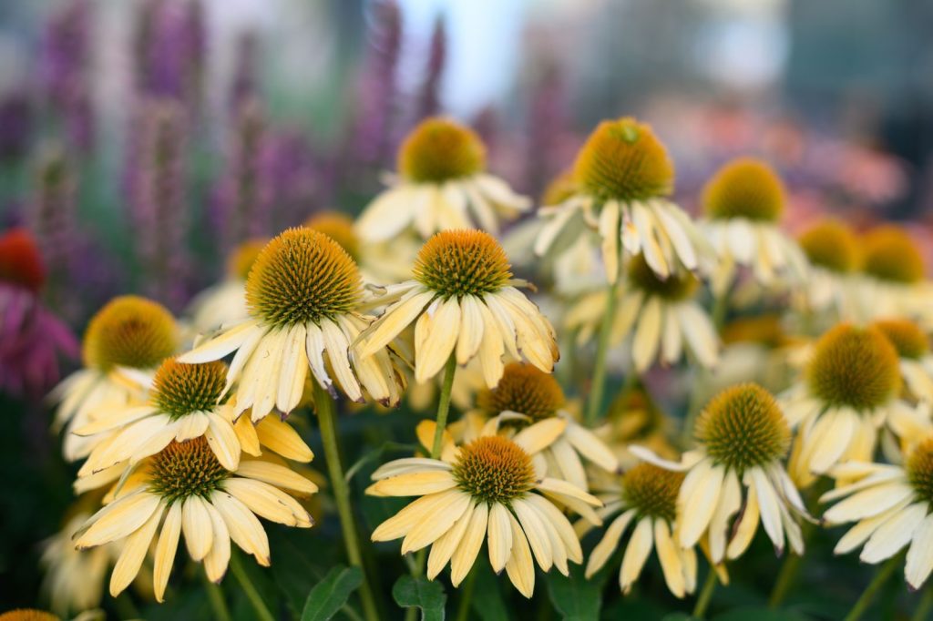 High angle blooming white hedgehog coneflowers with yellow pestles growing in wild field in daytime