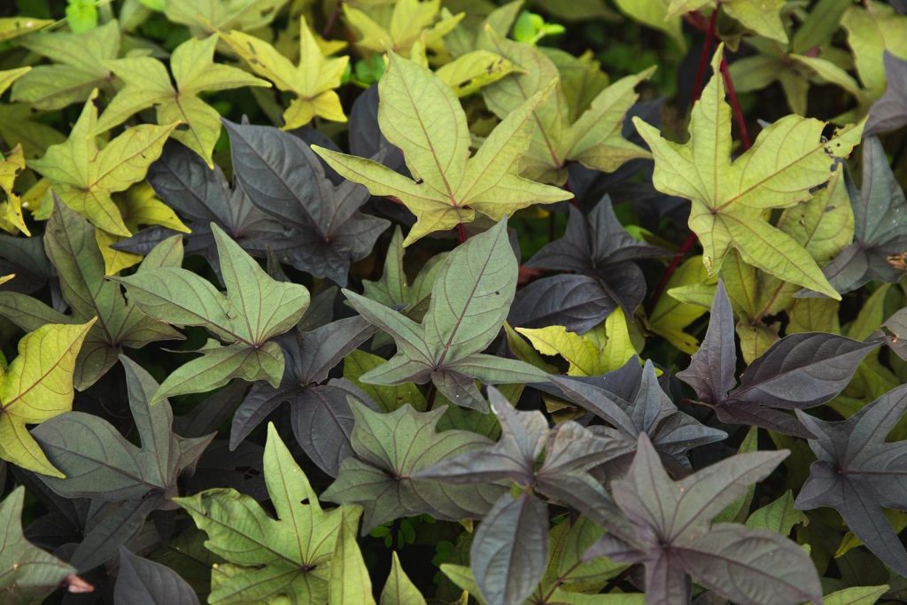 Fading leaves of different clolors and unusual shape with veins growing on tree branch