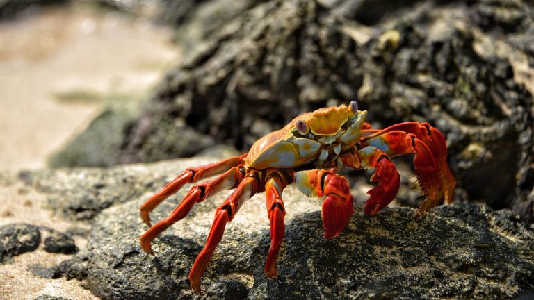 Vibrant Sally Lightfoot Crab resting on rocky Galápagos shoreline.