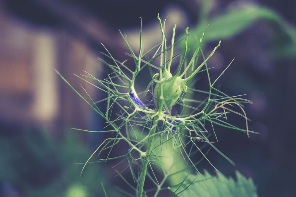 Close-up of a vibrant green plant with intricate leaf patterns, showcasing nature's delicate design.
