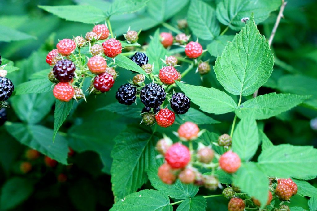 red and black berries on green leaves