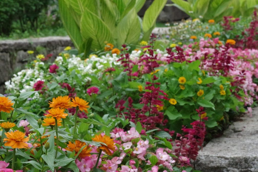 A garden filled with lots of colorful flowers