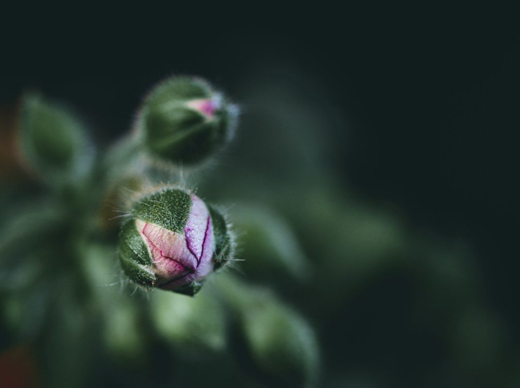 a close up of a flower bud on a plant