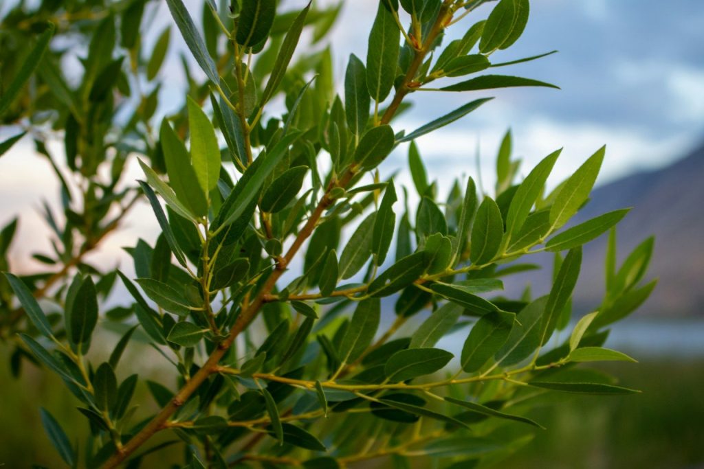 A close up of a tree with a mountain in the background