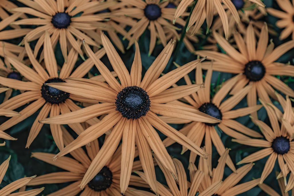 Close-up of vibrant black-eyed susan flowers thriving in a Scottish garden.