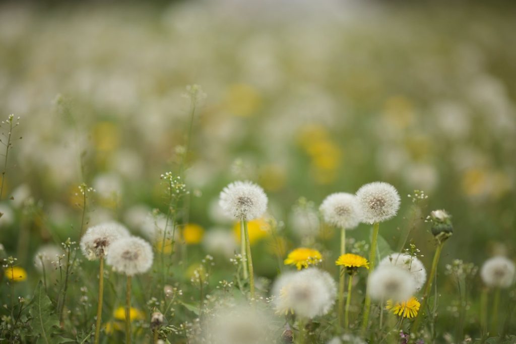 Lush meadow with blooming dandelions and vibrant yellow flowers, showcasing nature's beauty.