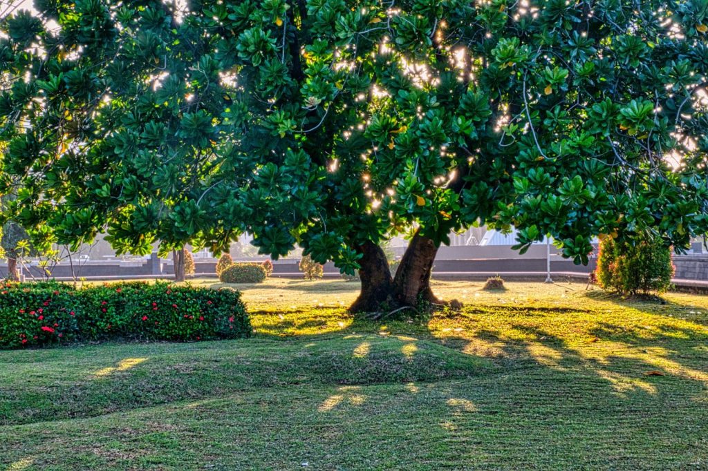 Tall tree with thick trunk and lush green foliage growing on grassy terrain near bushes on summer day in garden
