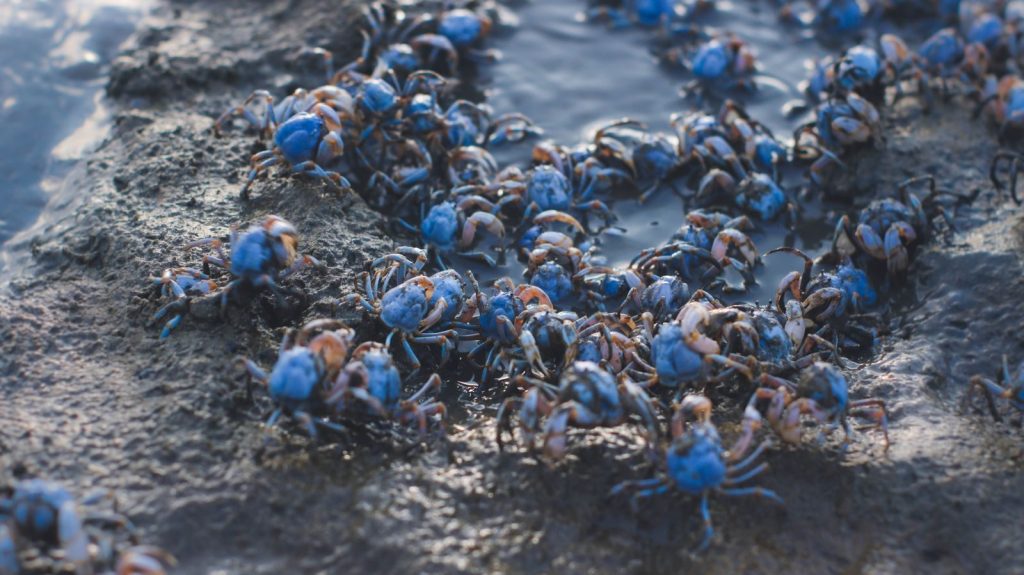 A vibrant gathering of soldier crabs on a rocky shoreline, showcasing their natural habitat.