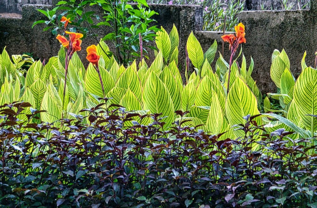 Lush tropical plants with vibrant foliage in a Jakarta garden setting.