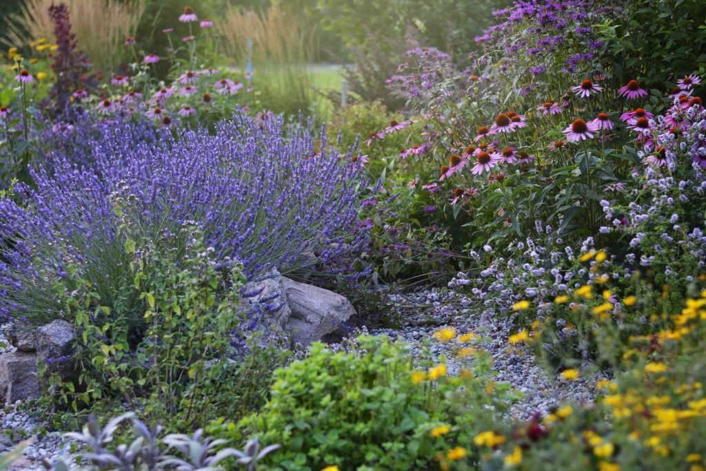 Colorful summer garden with lavender, coneflowers, and diverse floral blooms.