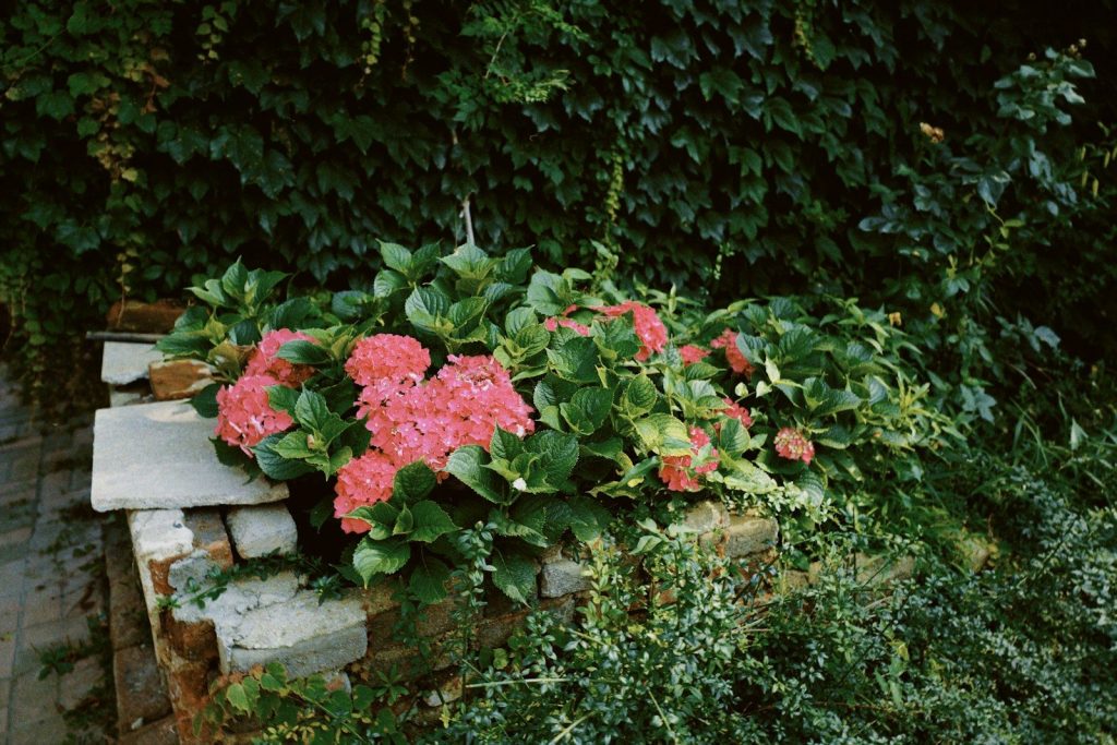 red flowers with green leaves