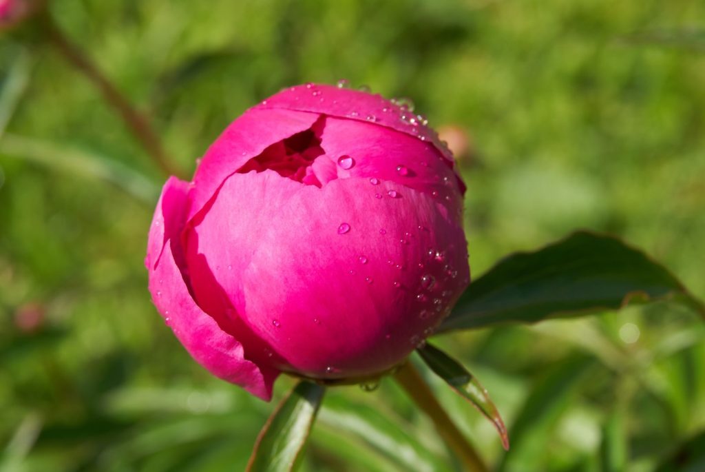 Vibrant pink peony flower with dew drops, captured in natural sunlight against a lush green background.