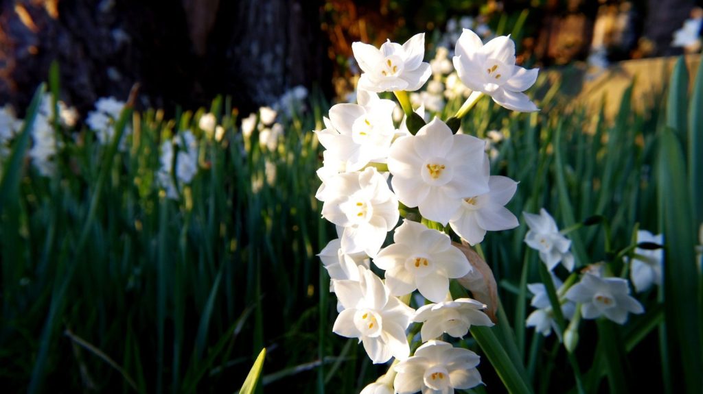 Close-up of white daffodils in sunlight, showcasing natural beauty and seasonal bloom.