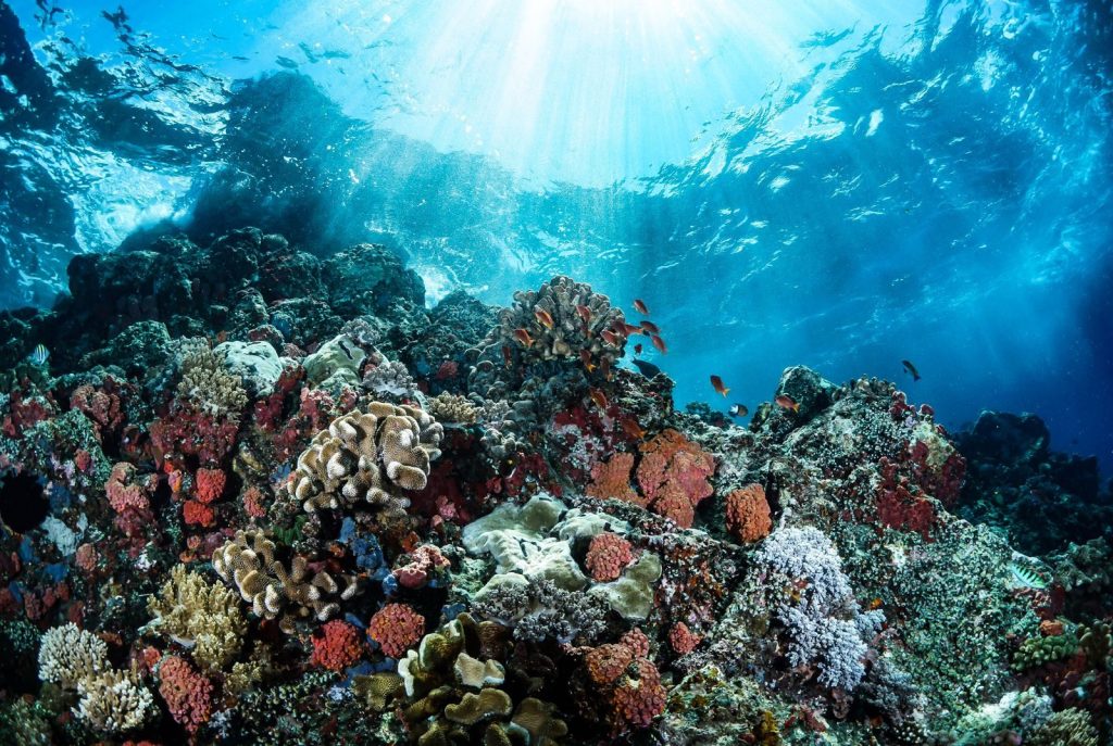 Explore the colorful coral reef teeming with marine life in Manado's clear blue waters.