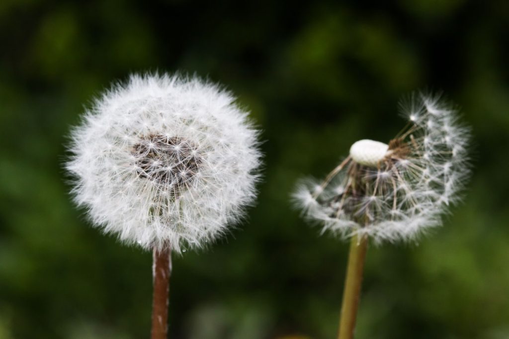 Detailed view of two dandelion seed heads with green background.