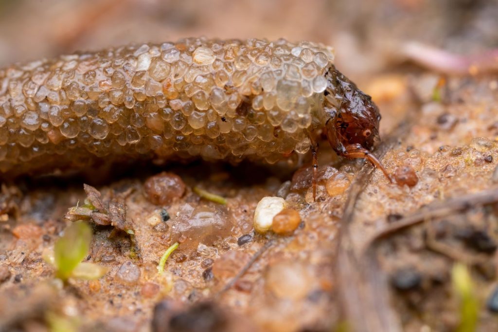 Detailed macro shot of an insect emerging from its cocoon, showcasing nature's wonder.