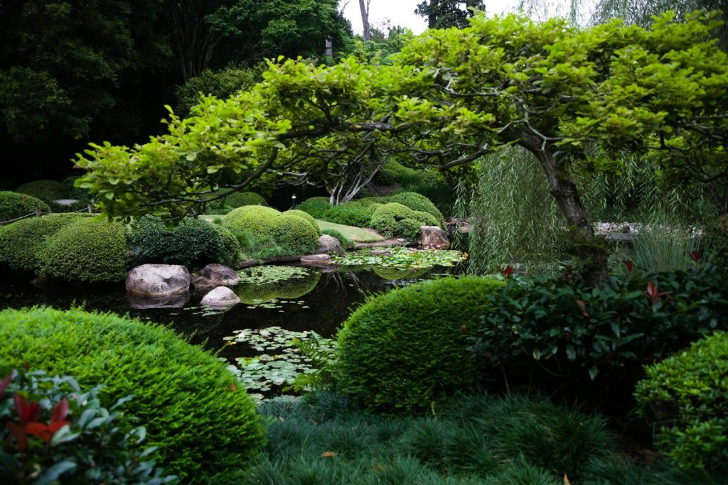 A pond surrounded by lush green plants and trees