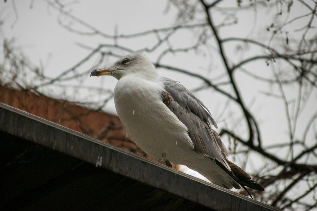 A seagull resting on a roof under bare tree branches.