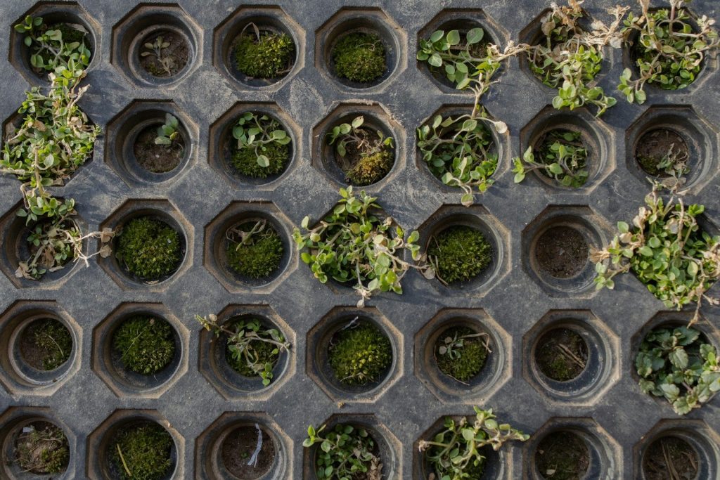 a bunch of plants that are in some pots