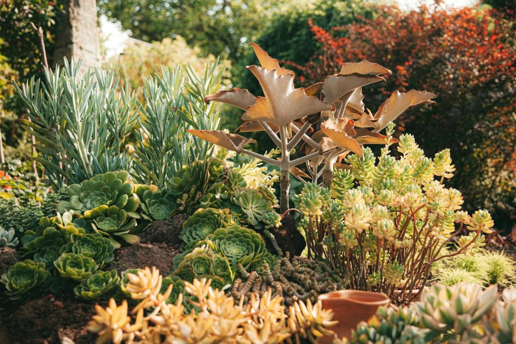 A vibrant collection of diverse succulents basking in warm sunlight in a green outdoor garden.