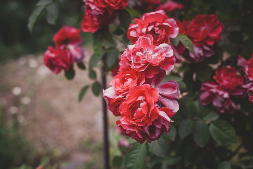 Beautiful red roses in full bloom showcasing nature's elegance.