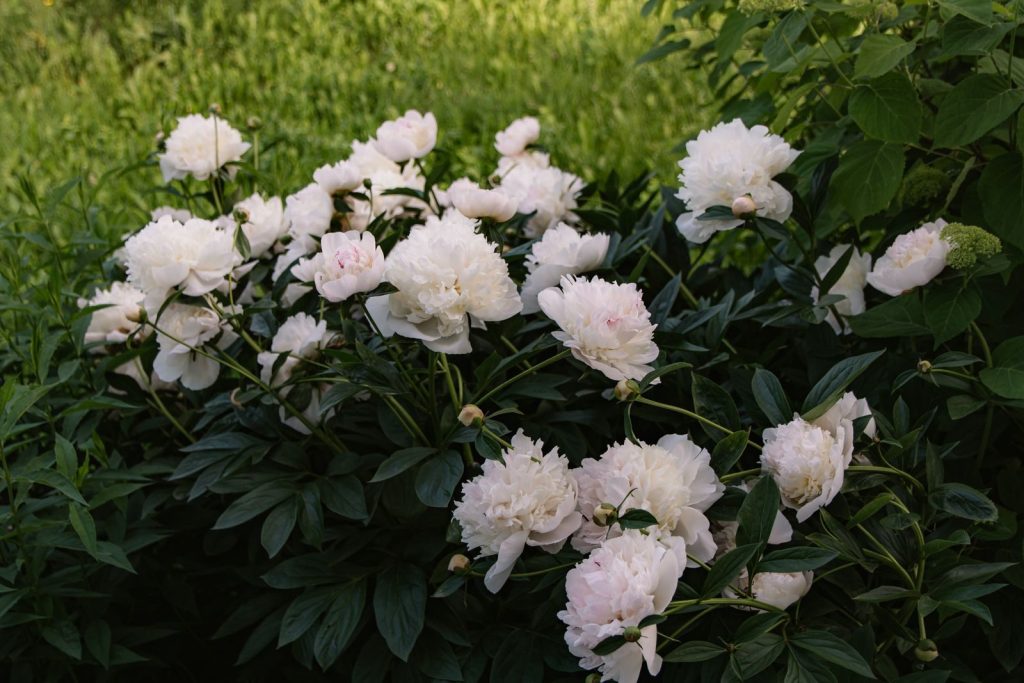 Cluster of white peonies in full bloom surrounded by lush green leaves in a summer garden.