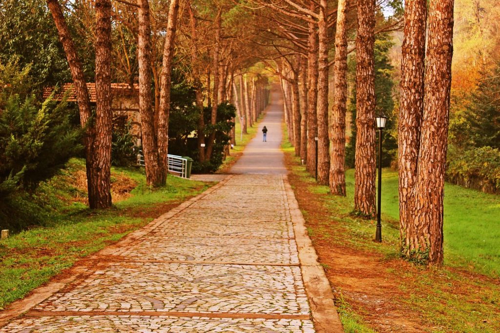 A peaceful walk through a tree-lined path in autumn, perfect for nature lovers.