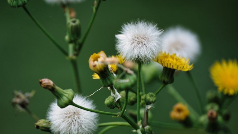 Detailed macro shot of blooming dandelions with fluffy seeds and yellow flowers against a blurred green background.