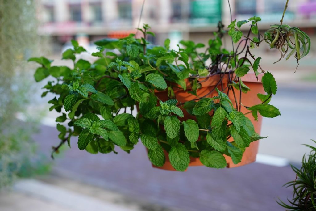Vibrant hanging mint plant thriving in a potted environment outdoors.