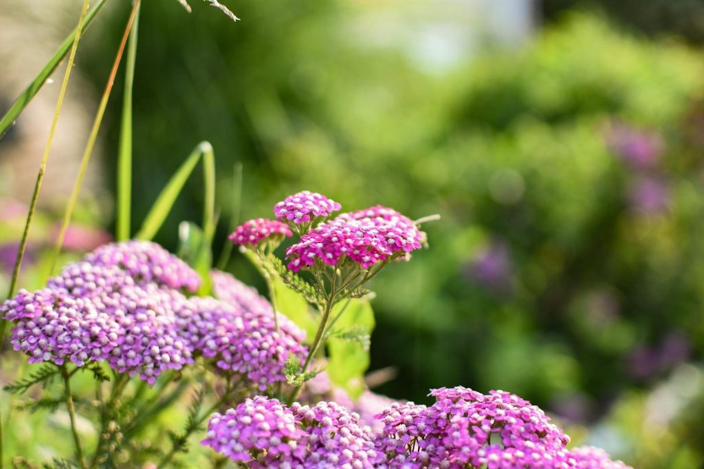 Close-up of pink flowers blooming in a sunlit garden, featuring lush greenery.