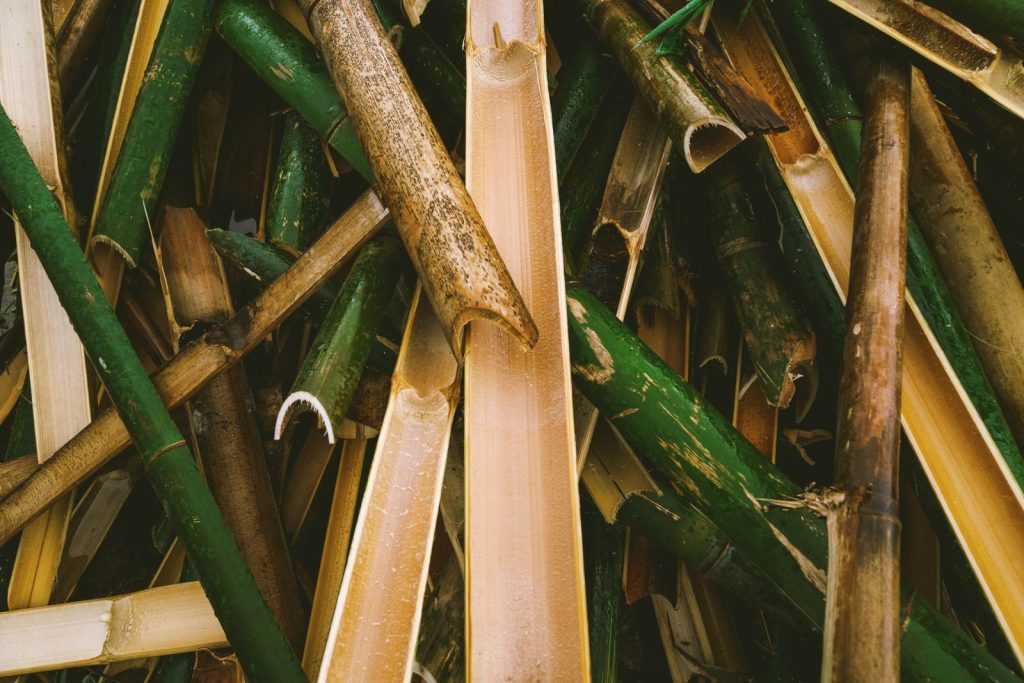 Detailed view of freshly cut bamboo stalks showing texture and color contrast.