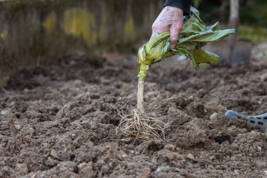 Close-up of a hand pulling a root vegetable from the soil, showcasing gardening and harvest.