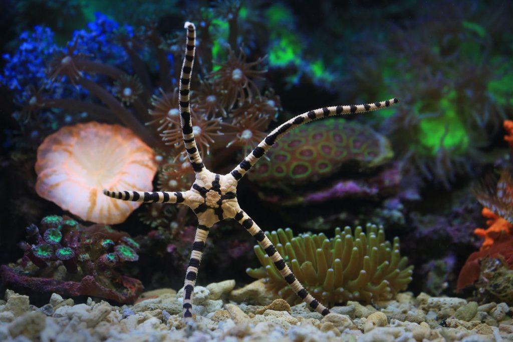 Vibrant aquarium display showcasing a striking brittle star among coral reefs.