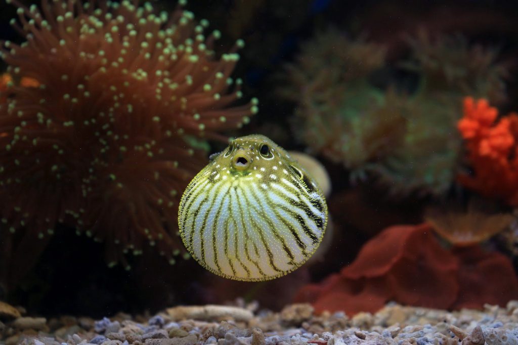A puffer fish swimming amidst colorful coral reefs, displaying vibrant underwater life.