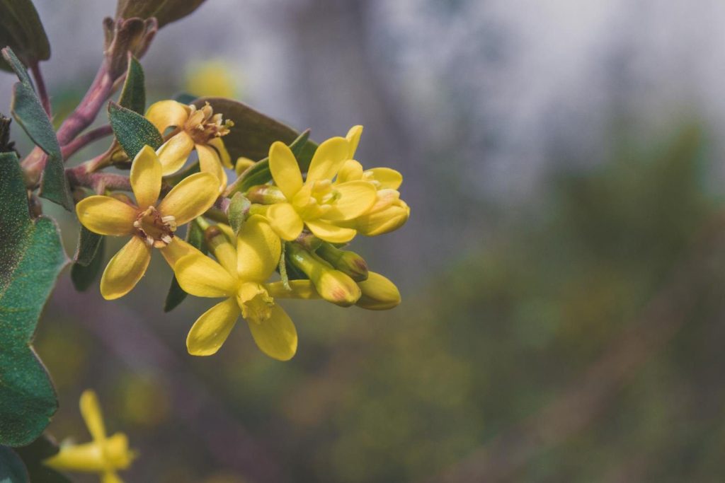 A detailed close-up of vibrant yellow flowers blooming among lush green leaves, capturing a serene outdoor scene.