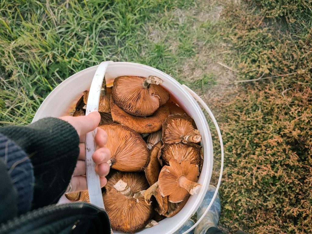 Top view of wild chanterelle mushrooms freshly picked in a plastic bucket outdoors.