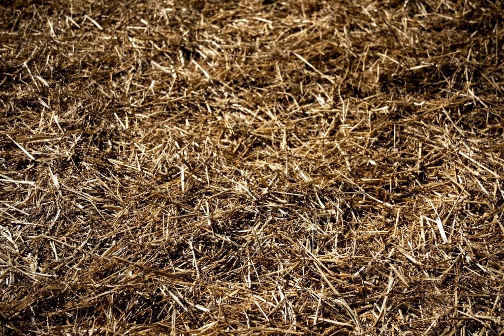 Detailed close-up view of dry straw texture under natural daylight. Perfect for backgrounds.
