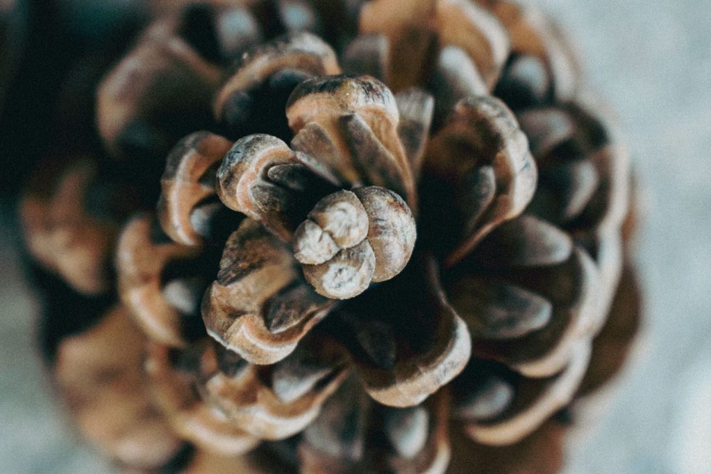 Detailed close-up view of a pine cone in natural lighting, emphasizing texture.